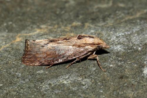 Réf. 189 521 : Galleria mellonella